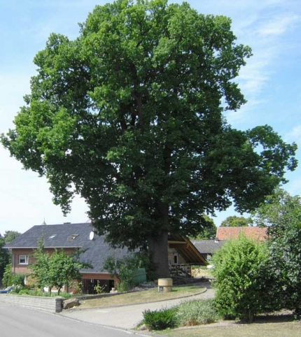 Bild 1 von Eiche am Schafsberg